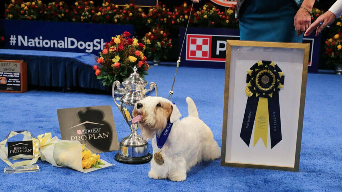 bighead vegas dog show (1)