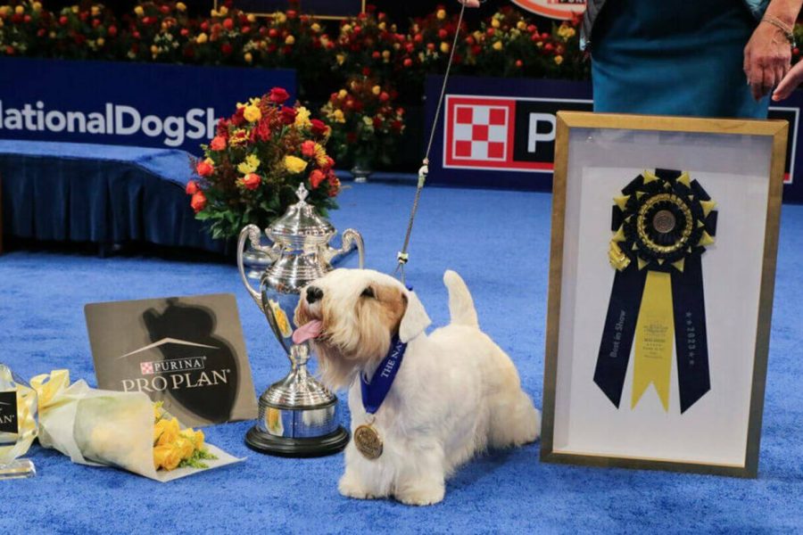 bighead vegas dog show (1)